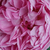 Różowy  - Angielska róża - Charles Rennie Mackintosh